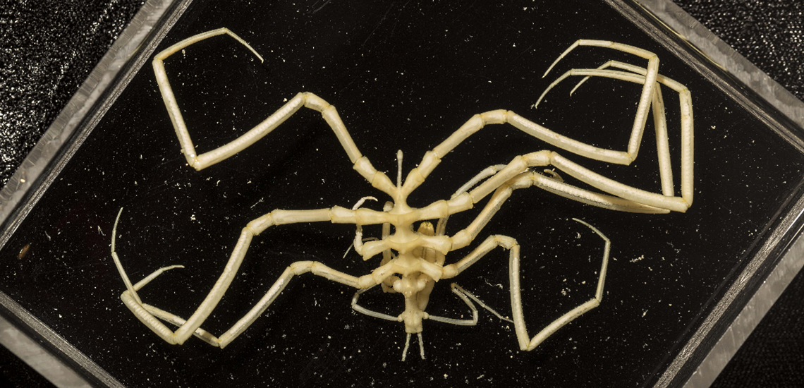 Sea Spider